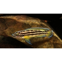 Julidochromis Regani 4-5cm